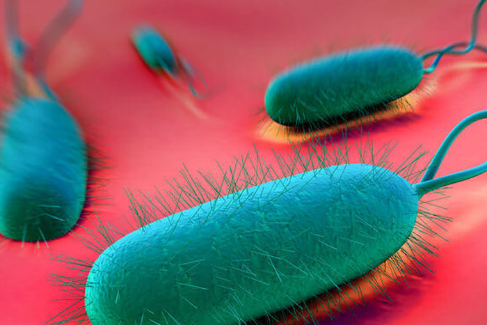 Успех ЭКО определяют... бактерии в матке